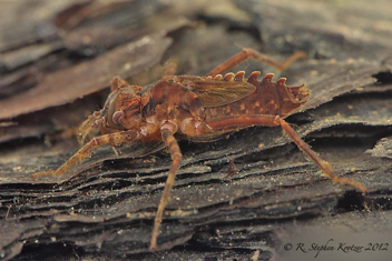 Neurocordulia alabamensis, nymph